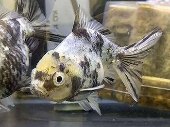 中国 金属製魚形錠前 約１８cm 中国 金属製魚形錠前 約18cm